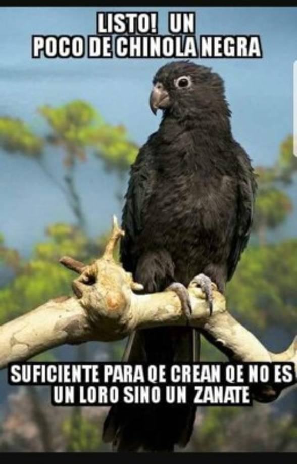 Algunos internautas nos compartieron sus memes en nuestro Facebook.