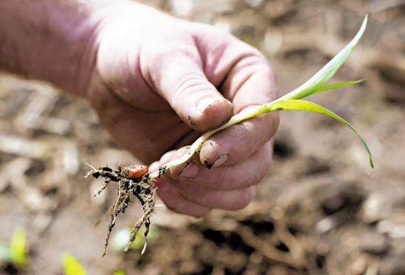 Porqué Monsanto quiere comprar Syngenta