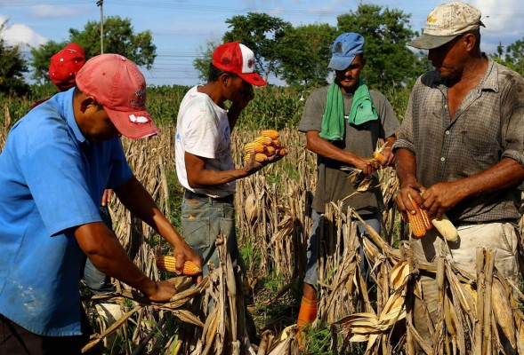 Por falta de seguro agrícola les niegan financiamiento, se quejan productores