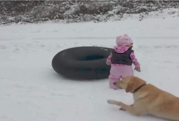 Divertida forma de un perro al deslizarse sobre el hielo