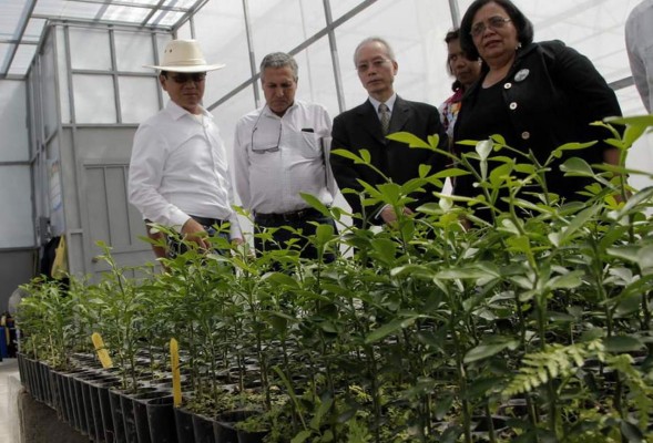 El Curla producirá yemas de cítricos certificadas