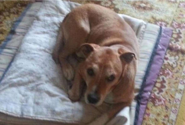 Perro de enferma con ébola no correrá la misma suerte que Excalibur