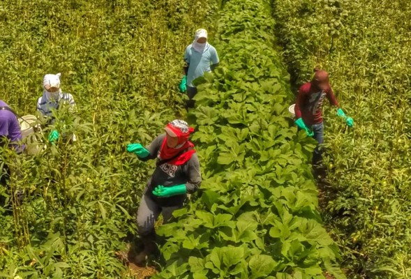 Honduras exportará okra a Holanda y Rusia dentro de dos meses