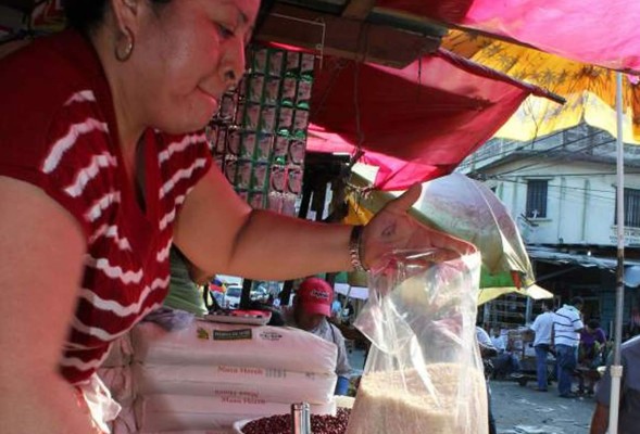 Arroceros importarán semilla de Nicaragua