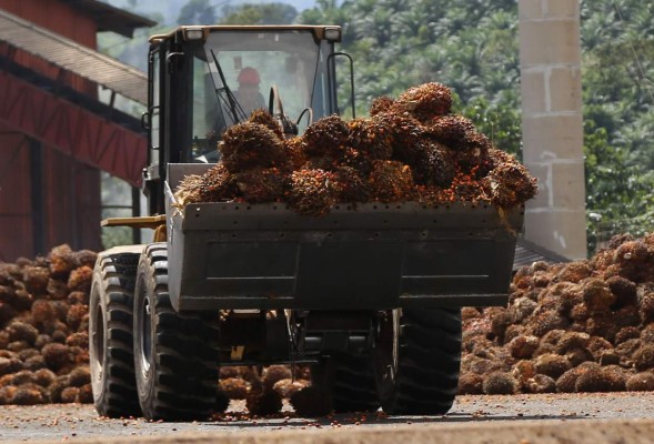 Producción de biodiésel a base de palma inicia en 2016