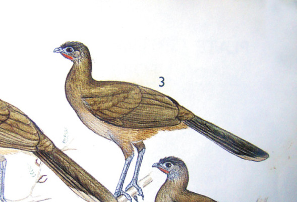 Historias aladas de septiembre