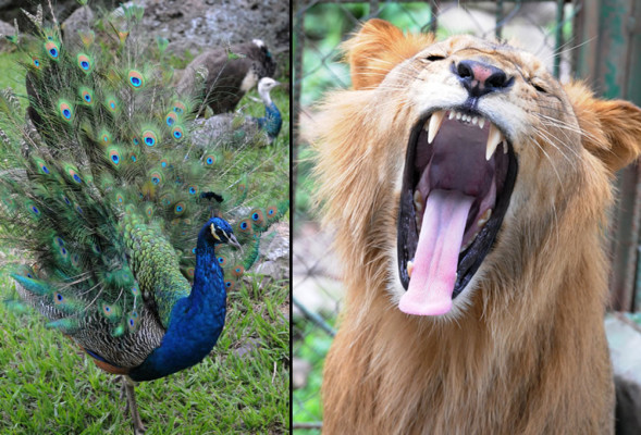 Honduras: Gastos de Joya Grande son de L1.2 millones mensuales