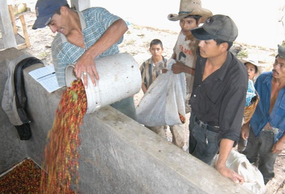 Caficultores buscan desarrollar proyecto ganadero