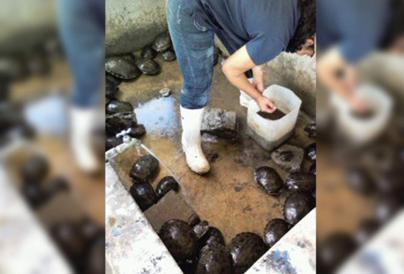 Fiscalía del Ambiente rescata tortugas