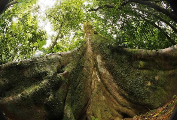 El diminuto universo de los musgos aporta valiosa información sobre el cambio climático