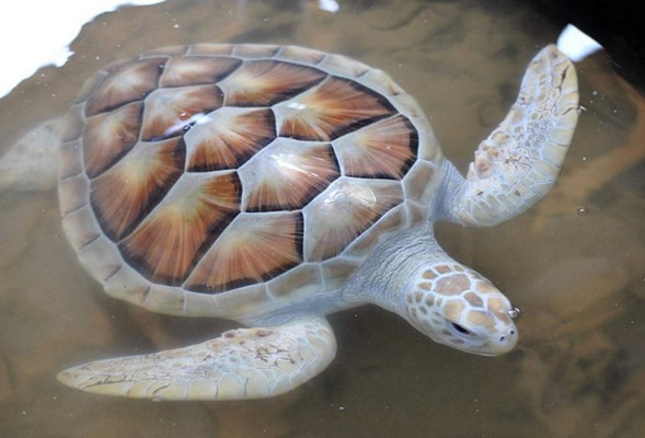 La tortuga albina de Sri Lanka en peligro de extinción