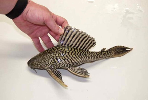 Peligroso Pez Diablo aparece en el Lago de Yojoa