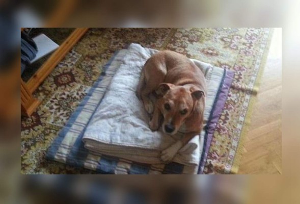 Madrid ordena sacrificar a perro de mujer infectada con ébola