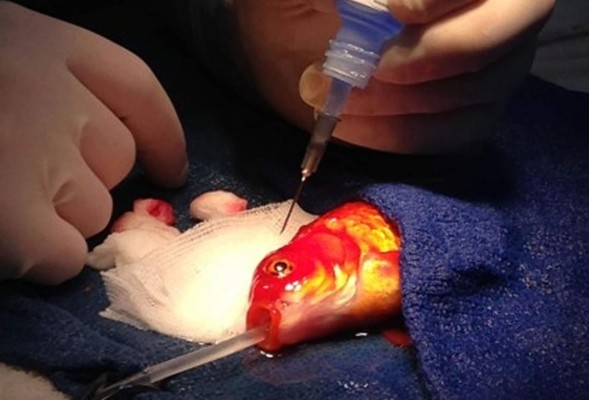 Operando al pez George