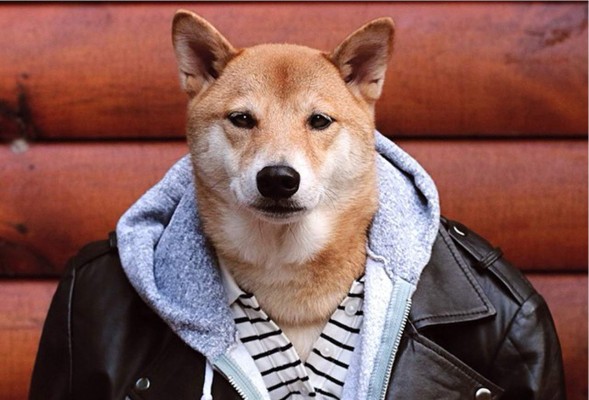 Video: Bodhi, el perro modelo que gana $15 mil mensuales