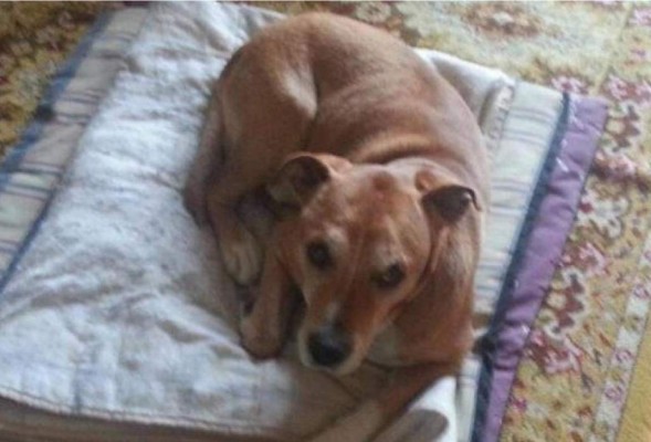 Enfermera española se entera de la muerte de su perro Excalibur