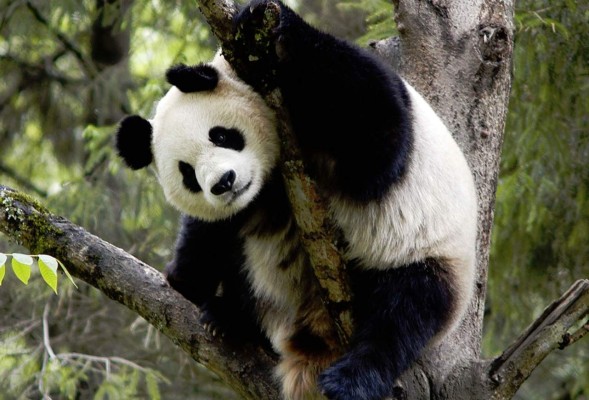 Muere un tercer panda gigante por el virus del moquillo en China