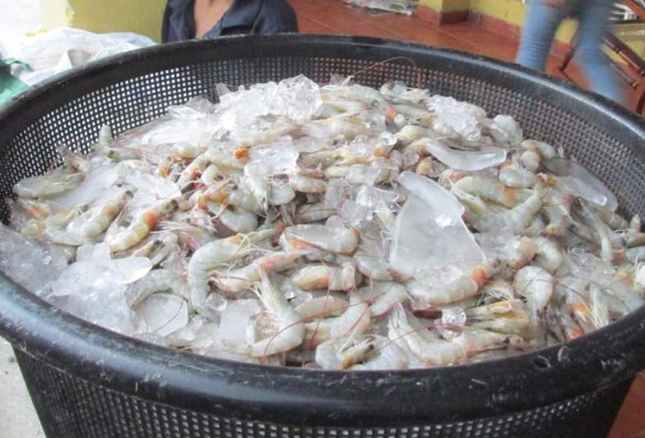 Industria camaronera hondureña cerrará con récord en exportaciones