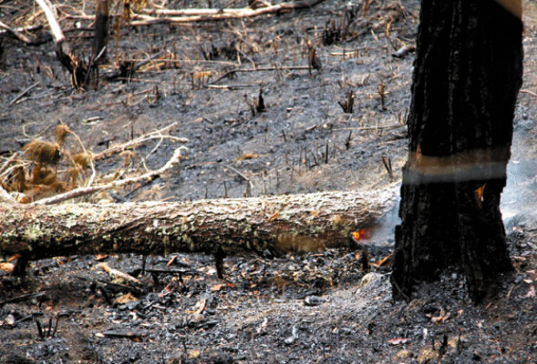 Honduras: muere ‘pulmón’ sampedrano