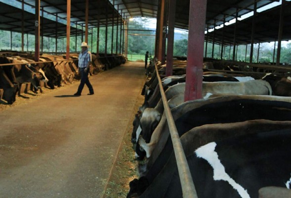 Programas tomarán 4 años en recuperar el hato ganadero