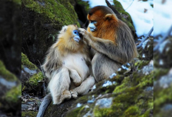 Sabías que existe el mono de cara azul