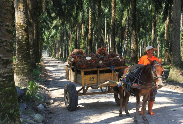 Más de 1,300 palmeros listos para certificarse