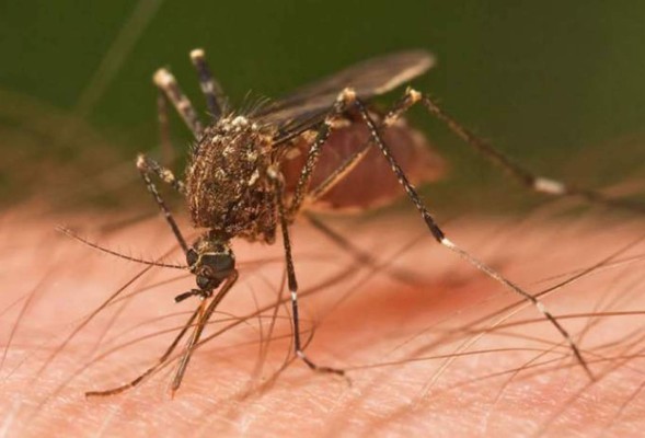 Alertan por estafas en supuestas pruebas de chikungunya