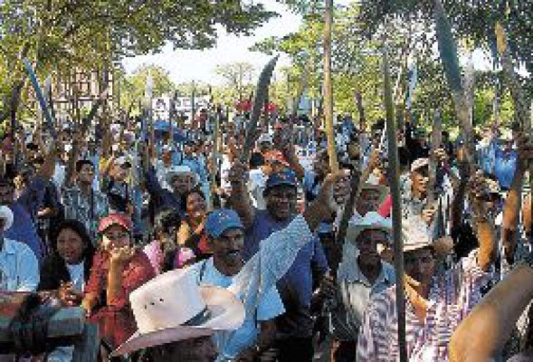 Campesinos invaden fincas de palma y hasta cosechan la fruta