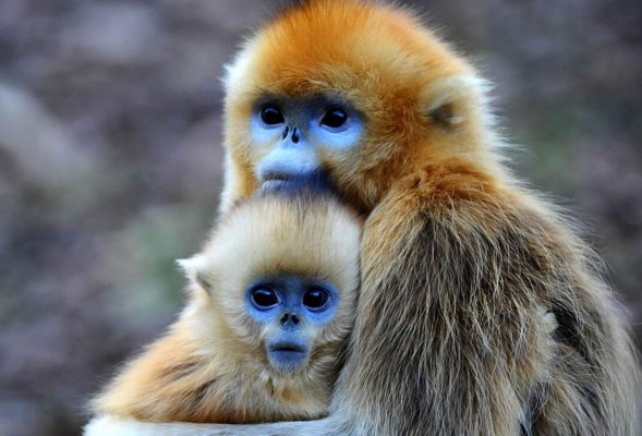 mono_azul  Información y Características de los Monos