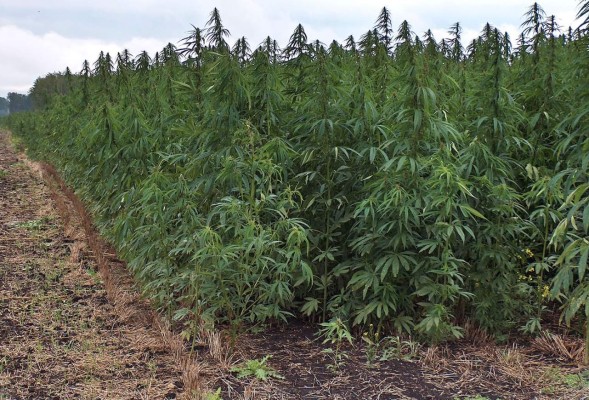 Autorizan en Chile segundo cultivo de marihuana con fines medicinales