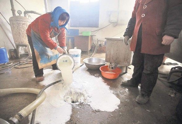 En China, la leche pasa del auge a la bancarrota