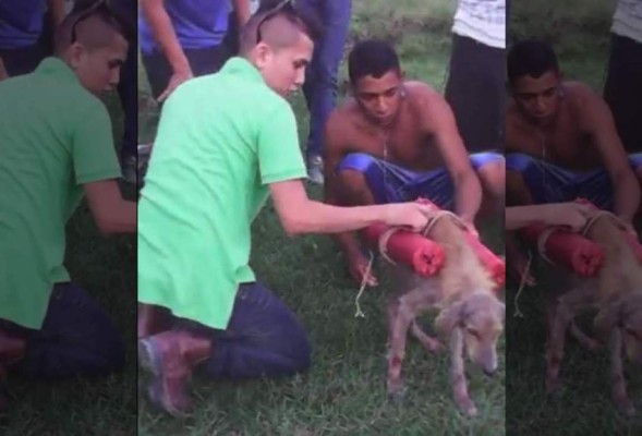 Ministerio Público cierra caso por muerte de perro