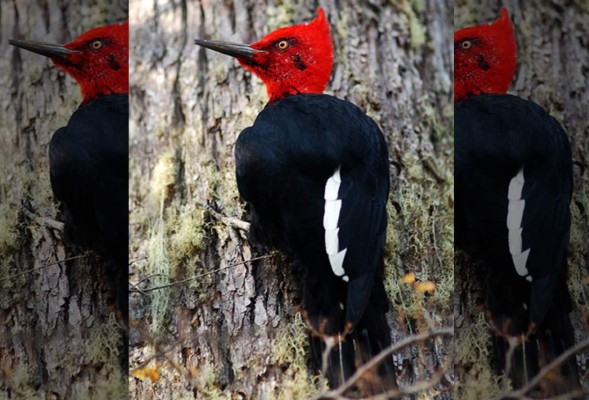El pájaro carpintero más grande de América se queda sin casa