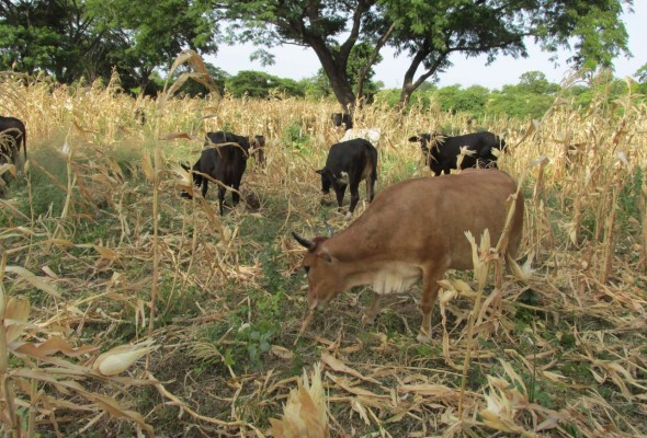 Fenagh pide al Gobierno flexibilizar préstamos en el Banco Agrícola