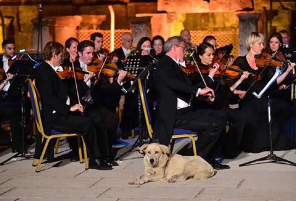 Can se roba el espectáculo en concierto de música clásica