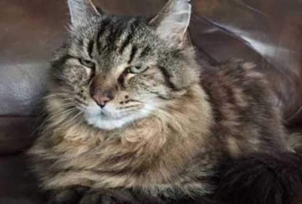 El gato más longevo del mundo cumple 26 años