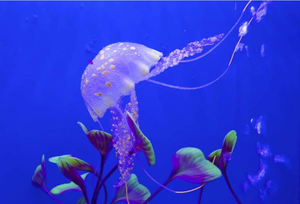 Encuentran medusa 'de otro mundo' en la Fosa de las Marianas  
