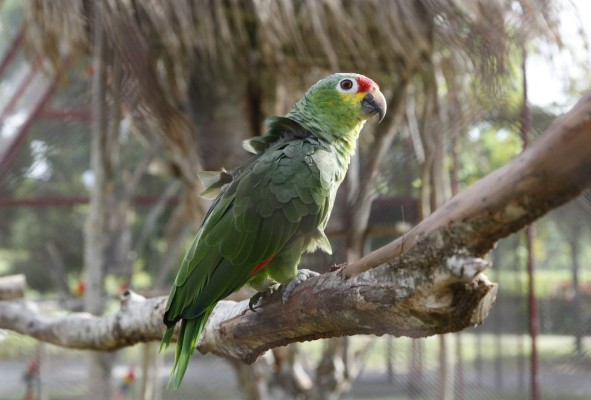 Trujillo y sus ocho maravillas en el Caribe de Honduras