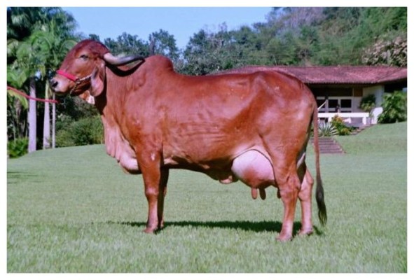 En India, las vacas orinan oro