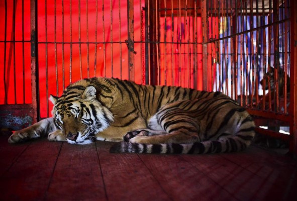 Circos en México en peligro de desaparición por nueva ley