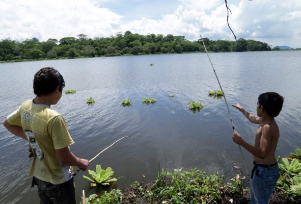 Desaparece la laguna de Jucutuma, una de las joyas naturales de San Pedro Sula