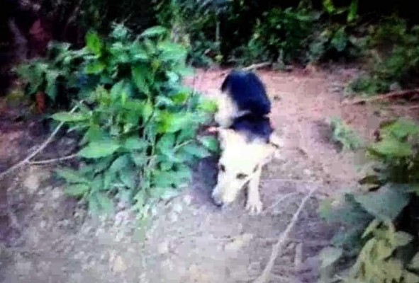 Aparece video en chat de la Policía en el que matan de un balazo a un perro