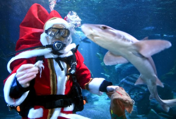 Navidad submarina en zoológico