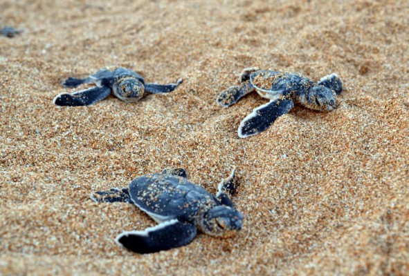 Honduras: Emiten alerta en Roatán para proteger tortugas