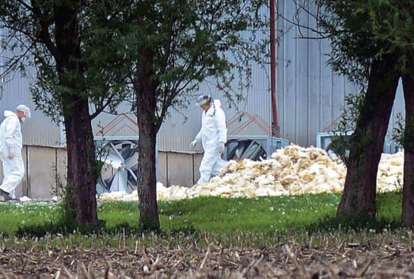 Epidemia de gripe aviar desata crisis en el mercado de huevos de EUA