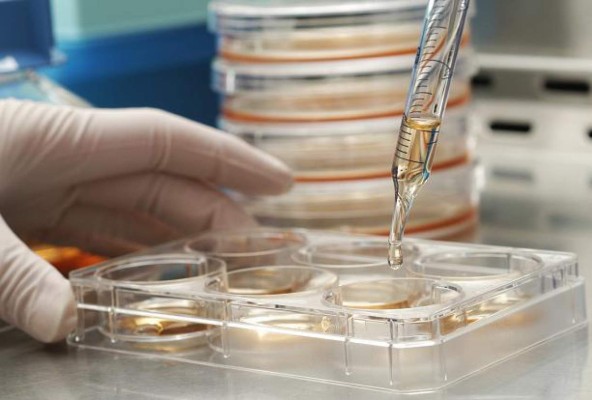 Científicos nipones logran regenerar células nerviosas con células híbridas