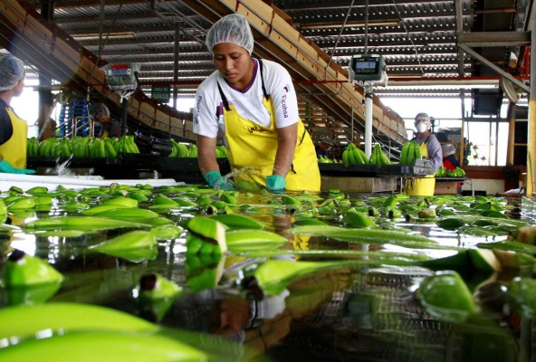Amenaza de hongo dispara alarma en las bananeras
