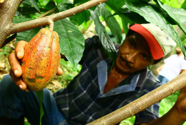 Europeos pagan hasta 40% más por cacao hondureño de calidad