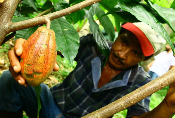 Europeos pagan hasta 40% más por cacao hondureño de calidad