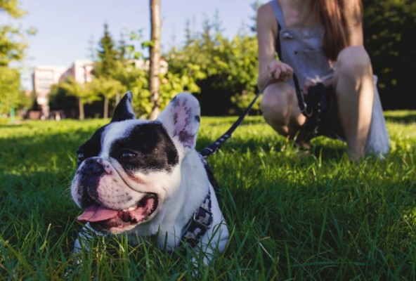¿Qué tienen en común los seres humanos y los perros?